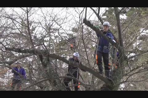 開花に向けて 弘前公園桜剪定スタート Applestream