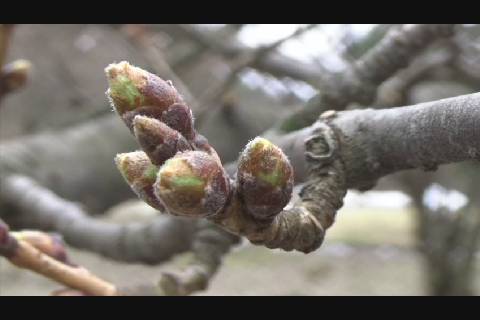 つぼみが緑に 弘前公園さくら開花予想 ２ アップルストリーム