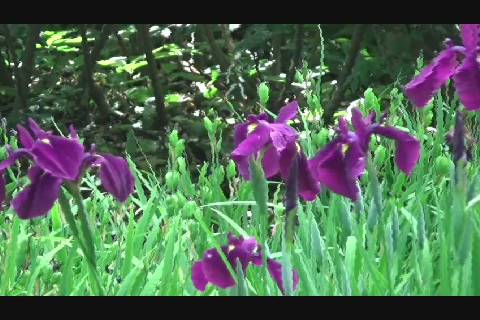 梅雨の季節に映える紫の花 アップルストリーム