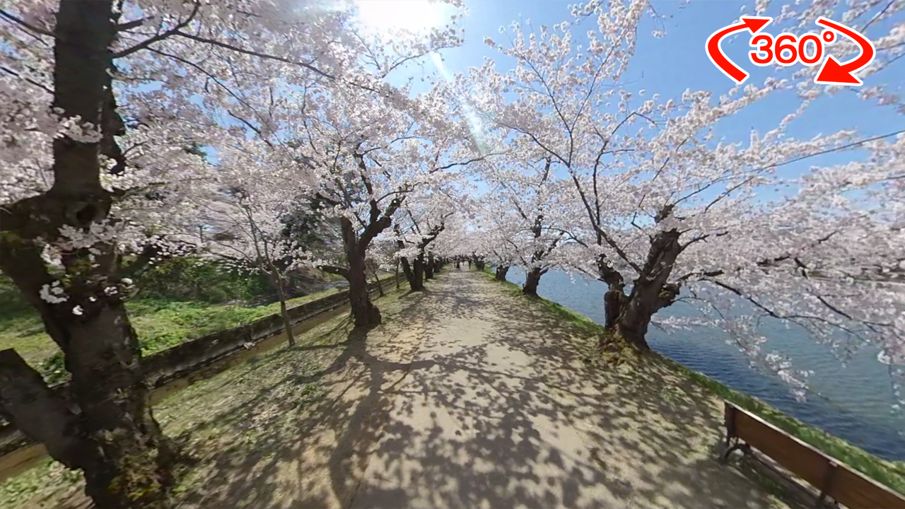 360度動画 弘前公園の桜21 4月21日号 アップルストリーム 360度動画 弘前公園の桜21 4月21日号 アップルストリーム