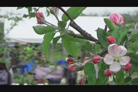今年は体験型 りんご花まつり21 アップルストリーム